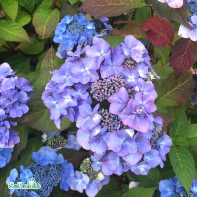 Hydrangea macrophylla Endless Summer ® Twist-n-Shout ®, Hortensia , C5
