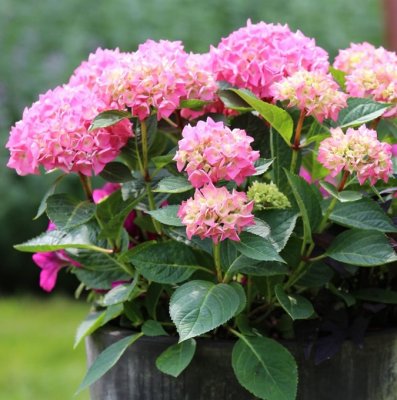 Hydrangea macrophylla Bouquet Rose, Hortensia