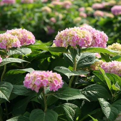Hydrangea macrophylla Endless Summer ® The Original ®, Hortensia, C5