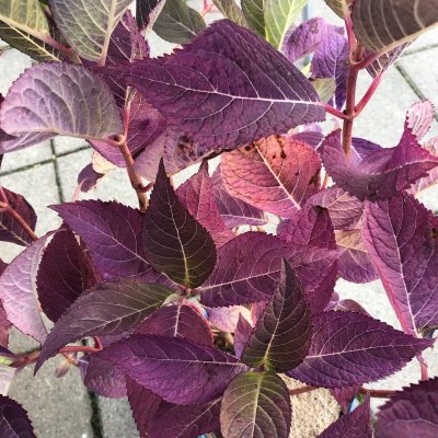 Hydrangea macrophylla Endless Summer ® The Original ®, Hortensia