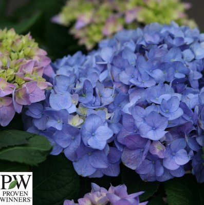 Hydrangea macrophylla Sweet Marshmallow ®, Hortensia, C5