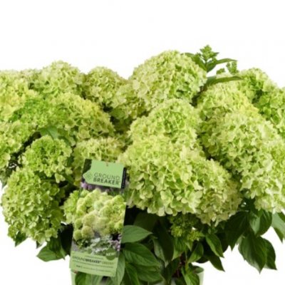 Hydrangea paniculata Groundbreaker ® Greeny