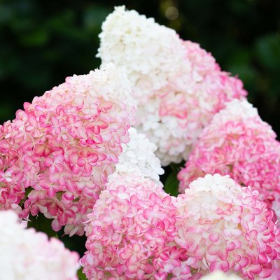 Hydrangea paniculata Living Pink & Rose ®