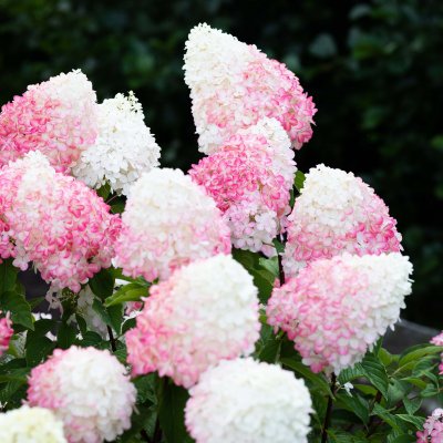 Hydrangea paniculata Living Pink & Rose ®