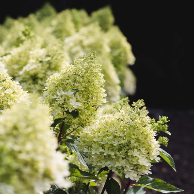 Hydrangea paniculata Living Royal Flower ®