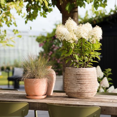 Hydrangea paniculata Living Royal Flower ®