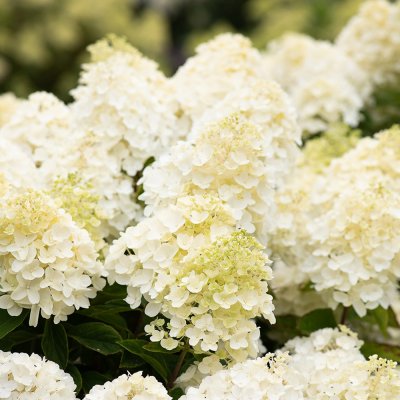 Hydrangea paniculata Living Summer Snow ®