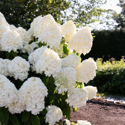 Hydrangea paniculata Living Summer Snow ®