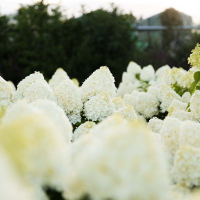 Hydrangea paniculata Living Summer Snow ®