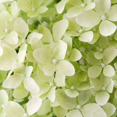 Hydrangea paniculata Magical Lime Sparkle ®