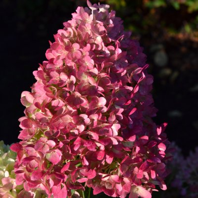 Hydrangea paniculata Redlight ®