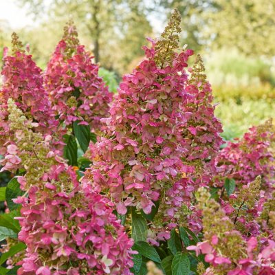 Hydrangea paniculata Candlelight ®, Syrénhortensia, 80 stam C10