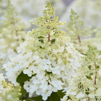Hydrangea paniculata Candlelight ®, Syrénhortensia, 80 stam C10