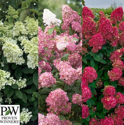 Hydrangea paniculata Fire Light ®, Syrénhortensia, C5