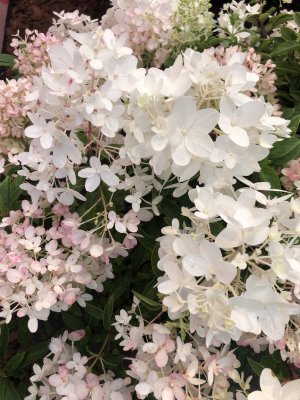 Hydrangea paniculata Groundbreaker ® Blush