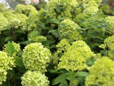 Hydrangea paniculata Limelight ®, Vipphortensia