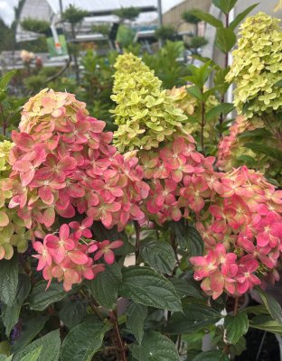 Hydrangea paniculata Limelight Prime ®, Vipphortensia