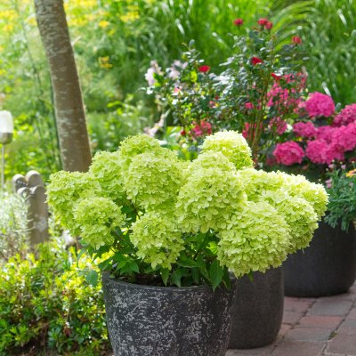 Hydrangea paniculata Little Light ®, Syrénhortensia