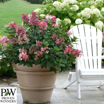 Hydrangea paniculata Little Quick Fire ®, Syrénhortensia, 40-50 C5