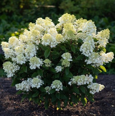 Hydrangea paniculata Living Little Blossom ®, Syrenhortensia, C5