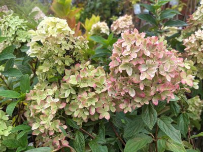 Hydrangea paniculata Magical Candle ®, Vipphortensia