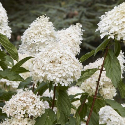 Hydrangea paniculata Phantom, Vipphortensia