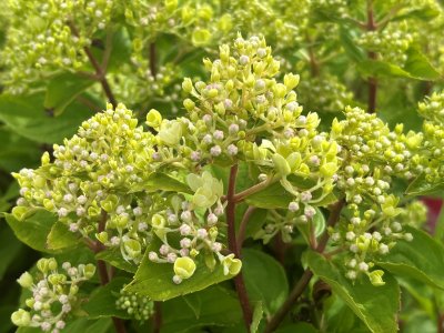 Hydrangea paniculata Pinklight ®