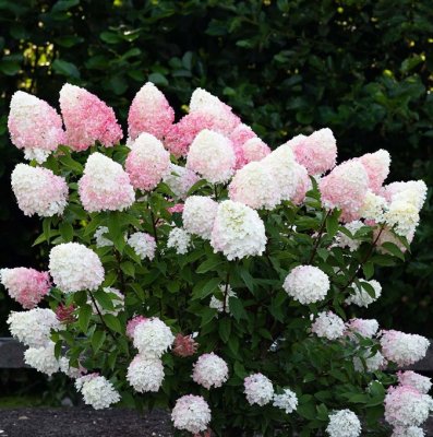 Hydrangea paniculata Pink & Rose ®, Syrénhortensia, C5
