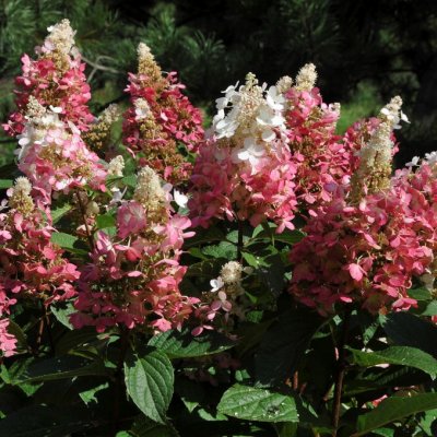 Hydrangea paniculata Pinky Winky, Syrenhortensia, 90 stam C12