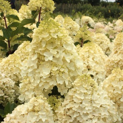 Hydrangea paniculata Silver Dollar ®
