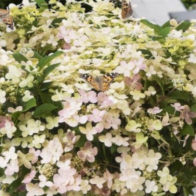 Hydrangea paniculata Switch Ophelia ®