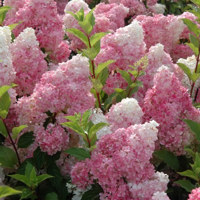 Hydrangea paniculata Vanille Fraise, Syrenhortensia