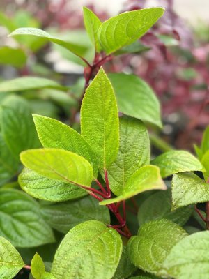 Hydrangea paniculata Wim´s Red, Vipphortensia