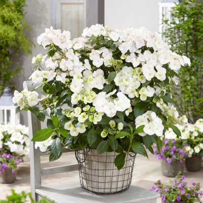 Hydrangea Runaway Bride ® Snow White, Hortensia