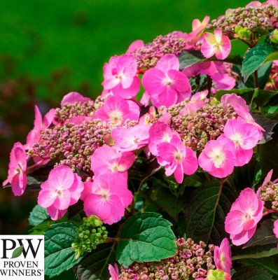 Hydrangea serrata Cotton Candy, Purpurhortensia