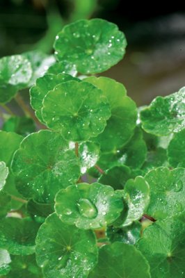 Hydrocotyle vulgaris, Spikblad, P9cm