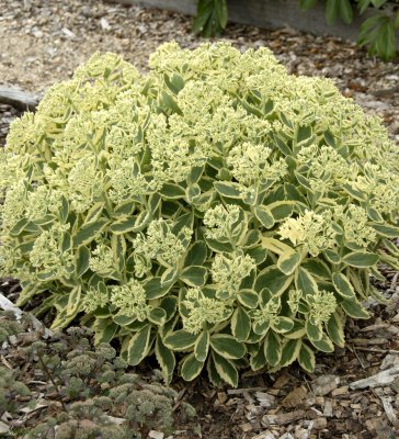 Hylotelephium hybr. Lajos ® Autumn Charm