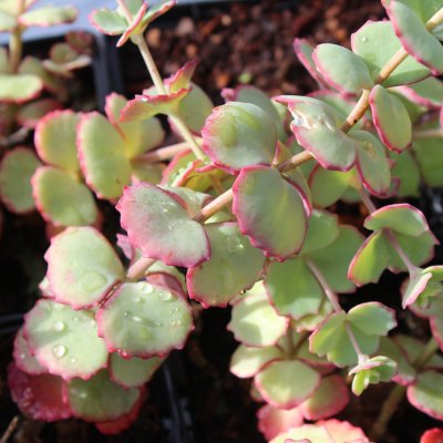 Hylotelephium sieboldii, Japansk Kärleksört, P9cm
