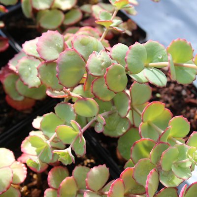 Hylotelephium sieboldii, Japansk Kärleksört, P9cm