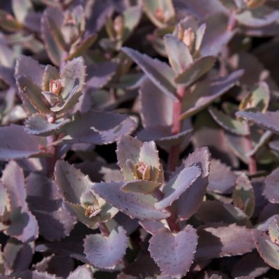 Hylotelephium telephium Cherry Chocolate