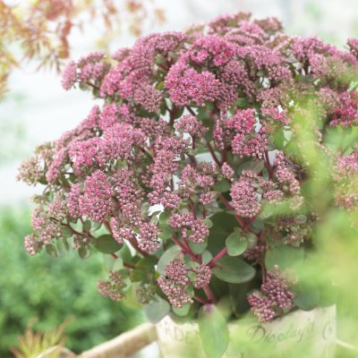 Hylotelephium telephium Seduction Green-Pink