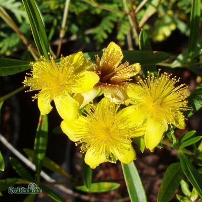 Hypericum hybr. Gemo, Knapphyperikum, 30-40 C2