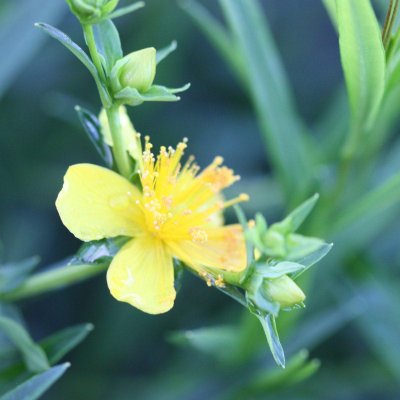 Hypericum hybr. Gemo, Knapphyperikum, 30-40 C2