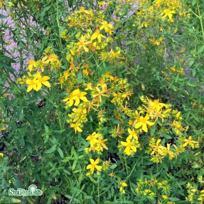 Hypericum perforatum, Äkta Johannesört, C11,5cm