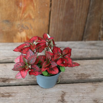 Hypoestes Confetti Compact Red