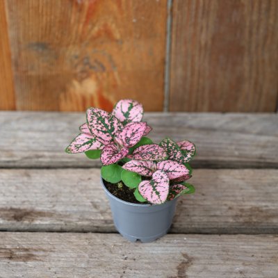 Hypoestes Super Pink