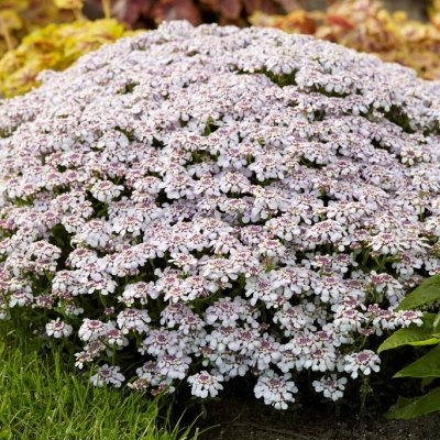 Iberis sempervirens Pink Ice, Vinteriberis