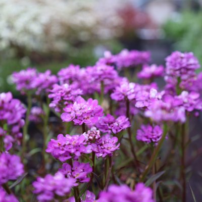 Iberis sempervirens Absolutely Amethyst