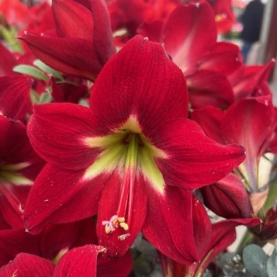 Hippeastrum Ibiza ®