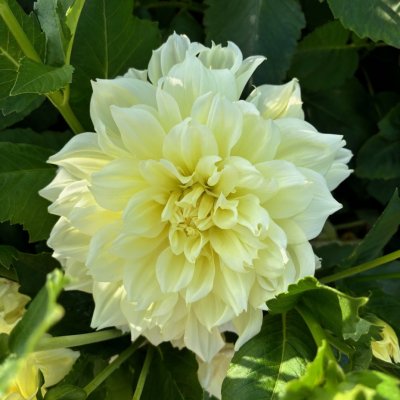 Dahlia Dekorativ Ice Breaker 1st